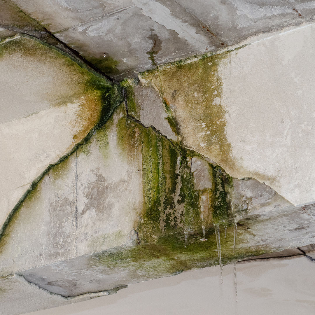 mold around concrete ceiling and wall